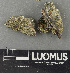  (Porpidia cf. thomsonii - H9243630)  @11 [ ] by-nc (2024) Erkka Laine Luomus