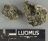  (Rinodina occulta - H9247439)  @11 [ ] by-nc (2025) Erkka Laine Luomus
