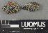  (Lecidea aff. lapicida - H9243354)  @11 [ ] by-nc (2024) Erkka Laine Luomus
