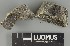 (Placynthium - H9238150.1)  @11 [ ] by-nc (2025) Erkka Laine Luomus