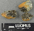  ( - H9243363)  @11 [ ] by-nc (2024) Erkka Laine Luomus