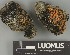  ( - H9247778)  @11 [ ] by-nc (2025) Erkka Laine Luomus