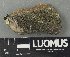  (Rinodina milvina - H9243467)  @11 [ ] by-nc (2024) Erkka Laine Luomus