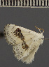  ( - BC ETH 2412)  @11 [ ] BY-NC-SA (2022) Dirk Stadie, GER Dirk Stadie