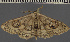  ( - BC Oman 1040)  @11 [ ] BY-NC-SA (2022) Dirk Stadie, GER Dirk Stadie