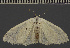  ( - BC Oman 1042)  @11 [ ] BY-NC-SA (2022) Dirk Stadie, GER Dirk Stadie
