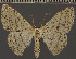  (Somatina apicipuncta - BC RSA 2514)  @11 [ ] BY-NC-SA (2022) Dirk Stadie, GER Dirk Stadie