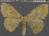  (Somatina sanctithomae - BC UG 1035)  @11 [ ] BY-NC-SA (2022) Dirk Stadie, GER Dirk Stadie