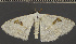  (Problepsis neumanni - BC UG 1036)  @11 [ ] BY-NC-SA (2022) Dirk Stadie, GER Dirk Stadie