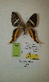  (Erateina sp. nov. 137TP - CEP-DNA-3269)  @11 [ ] by-nc (2021) Tomasz Pyrcz Unspecified