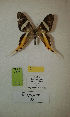  (Erateina sp. nov. 138TP - CEP-DNA-3270)  @11 [ ] by-nc (2021) Tomasz Pyrcz Unspecified