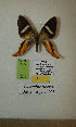  (Erateina melanocera - CEP-DNA-3272)  @11 [ ] by-nc (2021) Tomasz Pyrcz Unspecified