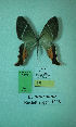  (Erateina anormata - CEP-DNA-3277)  @11 [ ] by-nc (2021) Tomasz Pyrcz Unspecified