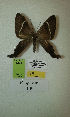  (Erateina sp. nov. 140TP - CEP-DNA-3278)  @11 [ ] by-nc (2021) Tomasz Pyrcz Unspecified
