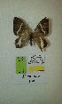  (Erateina sp. nov. 139TP - CEP-DNA-3279)  @11 [ ] by-nc (2021) Tomasz Pyrcz Unspecified