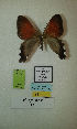  (Erateina sp. nov. 17TP - CEP-DNA-3280)  @11 [ ] by-nc (2021) Tomasz Pyrcz Unspecified