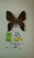  (Erateina sp. nov. 18TP - CEP-DNA-3281)  @11 [ ] by-nc (2021) Tomasz Pyrcz Unspecified