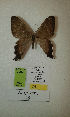  (Erateina sp. nov. 19TP - CEP-DNA-3282)  @11 [ ] by-nc (2021) Tomasz Pyrcz Unspecified