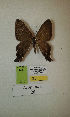  (Erateina sp. nov. 20TP - CEP-DNA-3283)  @11 [ ] by-nc (2021) Tomasz Pyrcz Unspecified