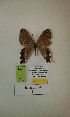  (Erateina sp. nov. 21TP - CEP-DNA-3285)  @11 [ ] by-nc (2021) Tomasz Pyrcz Unspecified