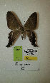  (Erateina sp. nov. 22TP - CEP-DNA-3287)  @11 [ ] by-nc (2021) Tomasz Pyrcz Unspecified