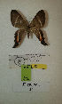  (Erateina sp. nov. 24TP - CEP-DNA-3289)  @11 [ ] by-nc (2021) Tomasz Pyrcz Unspecified