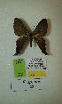  (Erateina sp. nov. 25TP - CEP-DNA-3290)  @11 [ ] by-nc (2021) Tomasz Pyrcz Unspecified