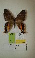  (Erateina sp. nov. 8TP - CEP-DNA-3292)  @11 [ ] by-nc (2021) Tomasz Pyrcz Unspecified