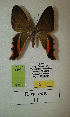  (Erateina sp. nov. 11TP - CEP-DNA-3293)  @11 [ ] by-nc (2021) Tomasz Pyrcz Unspecified