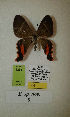  (Erateina sp. nov. 9TP - CEP-DNA-3294)  @11 [ ] by-nc (2021) Tomasz Pyrcz Unspecified