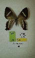  (Erateina sp. nov. 50TP - CEP-DNA-3298)  @11 [ ] by-nc (2021) Tomasz Pyrcz Unspecified