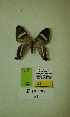  (Erateina sp. nov. 51TP - CEP-DNA-3300)  @11 [ ] by-nc (2021) Tomasz Pyrcz Unspecified