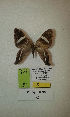  (Erateina sp. nov. 52TP - CEP-DNA-3302)  @11 [ ] by-nc (2021) Tomasz Pyrcz Unspecified