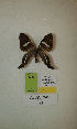  (Erateina sp. nov. 53TP - CEP-DNA-3303)  @11 [ ] by-nc (2021) Tomasz Pyrcz Unspecified