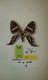  (Erateina sp. nov. 54TP - CEP-DNA-3304)  @11 [ ] by-nc (2021) Tomasz Pyrcz Unspecified