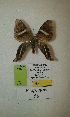  (Erateina sp. nov. 56TP - CEP-DNA-3306)  @11 [ ] by-nc (2021) Tomasz Pyrcz Unspecified