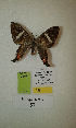  (Erateina sp. nov. 57TP - CEP-DNA-3307)  @11 [ ] by-nc (2021) Tomasz Pyrcz Unspecified