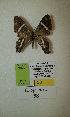  (Erateina sp. nov. 58TP - CEP-DNA-3309)  @11 [ ] by-nc (2021) Tomasz Pyrcz Unspecified
