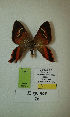  (Erateina sp. nov. 26TP - CEP-DNA-3310)  @11 [ ] by-nc (2021) Tomasz Pyrcz Unspecified