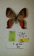  (Erateina sp. nov. 29TP - CEP-DNA-3313)  @11 [ ] by-nc (2021) Tomasz Pyrcz Unspecified