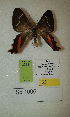  (Erateina sp. 1006TP - CEP-DNA-3322)  @11 [ ] by-nc (2021) Tomasz Pyrcz Unspecified