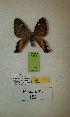  (Erateina sp. nov. 152TP - CEP-DNA-3323)  @11 [ ] by-nc (2021) Tomasz Pyrcz Unspecified