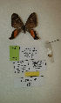  (Erateina sp. nov. 151TP - CEP-DNA-3324)  @11 [ ] by-nc (2021) Tomasz Pyrcz Unspecified