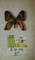  (Erateina sp. nov. 157TP - CEP-DNA-3325)  @11 [ ] by-nc (2021) Tomasz Pyrcz Unspecified