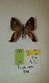  (Erateina sp. nov. 154TP - CEP-DNA-3326)  @11 [ ] by-nc (2021) Tomasz Pyrcz Unspecified
