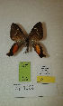  (Erateina sp. 1003TP - CEP-DNA-3327)  @11 [ ] by-nc (2021) Tomasz Pyrcz Unspecified
