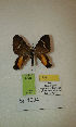  (Erateina sp. 1004TP - CEP-DNA-3328)  @11 [ ] by-nc (2021) Tomasz Pyrcz Unspecified