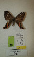 (Erateina sp. nov. 158TP - CEP-DNA-3334)  @11 [ ] by-nc (2021) Tomasz Pyrcz Unspecified