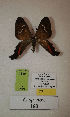  (Erateina sp. nov. 160TP - CEP-DNA-3339)  @11 [ ] by-nc (2021) Tomasz Pyrcz Unspecified