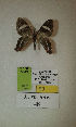  (Erateina sp. nov. 48TP - CEP-DNA-3349)  @11 [ ] by-nc (2021) Tomasz Pyrcz Unspecified